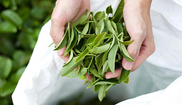 Tea gardens managed by Dong Jyue